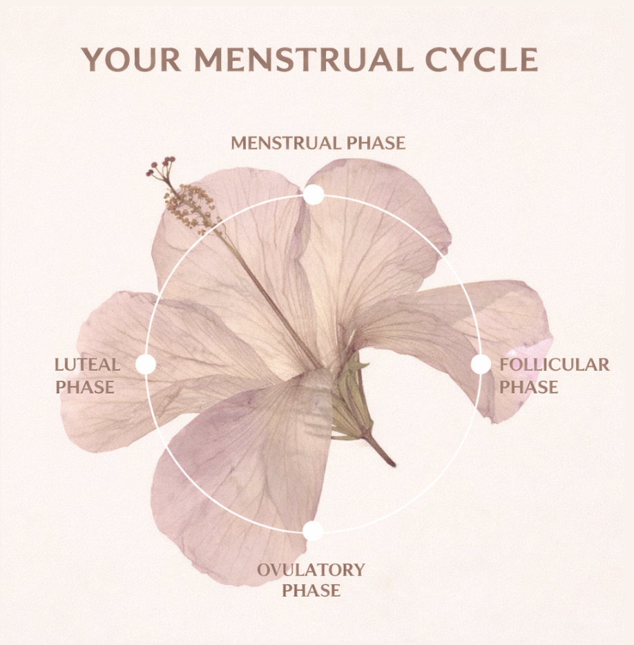 Chart of menstrual phases, menstrual, follicular, ovulatory, and luteal